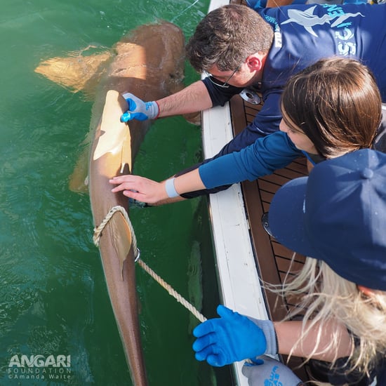 A middle school student assists FIU scientists as they tag a nurse shark during a Coastal Ocean Explorers: Sharks expedition.