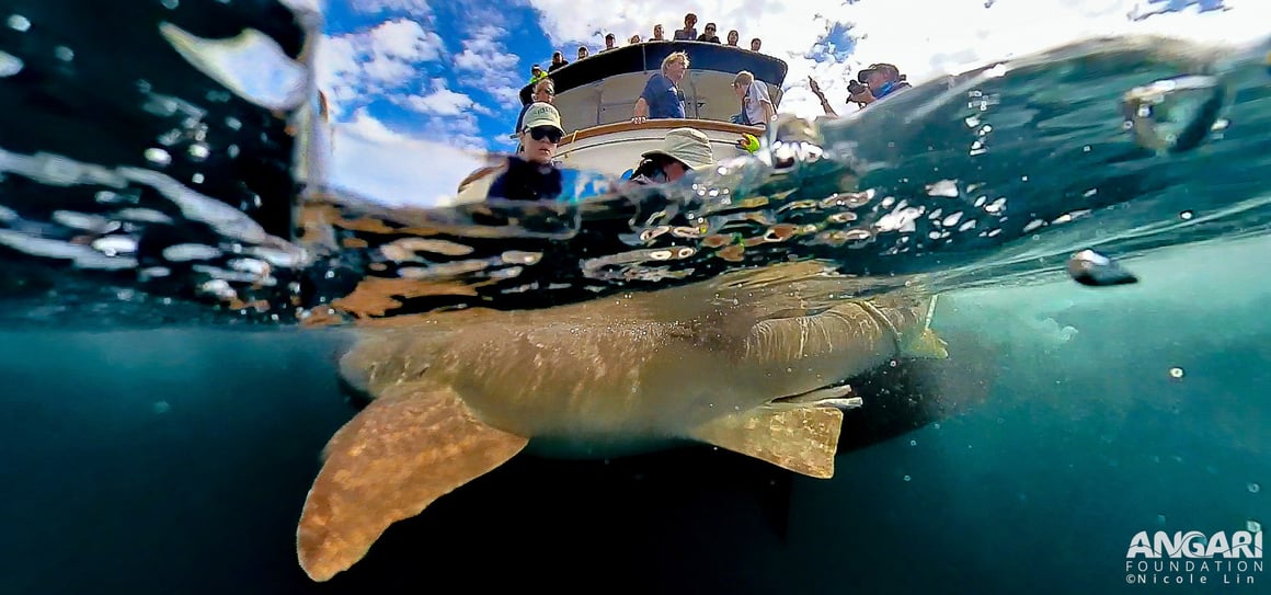 Shark research onboard research vessel ANGARI during a Coastal Ocean Explorers: Sharks expedition with Florida International University scientists.