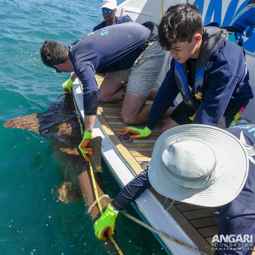 Florida International University scientists and a student measure a nurse shark off R/V ANGARI's stern during a Coastal Ocean Explorers Expedition.