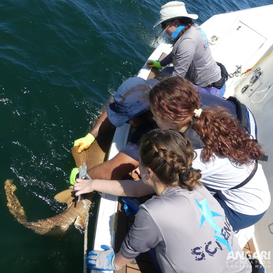 A student helps FIU scientists perform a brief workup on a shark during a Coastal Ocean Explorers: Sharks expedition onboard research vessel ANGARI.