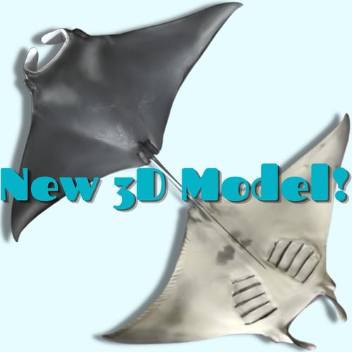 Giant manta ray Skye 3D model