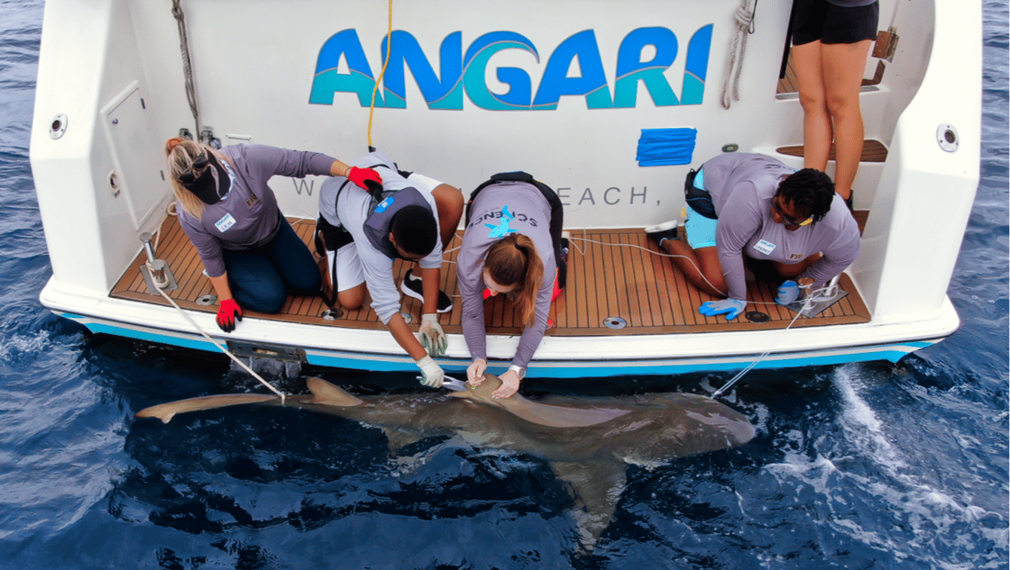 Coastal Ocean Explorers: Sharks expedition aboard R/V ANGARI