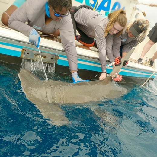 FIU Shark Tagging
