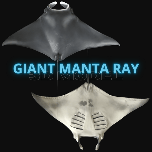 Giant Manta Ray 3D Model_thumbnail
