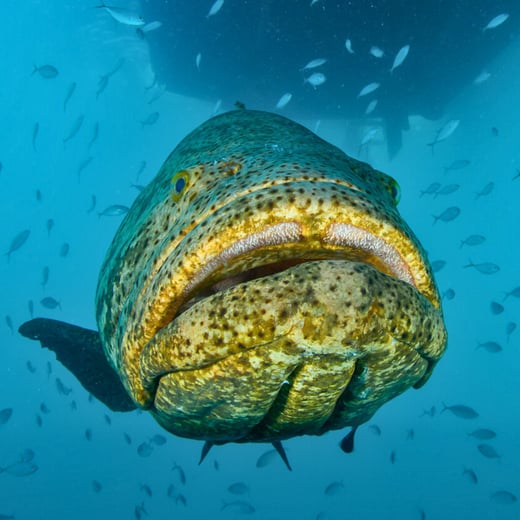 Goliath grouper with bait fish swimming beneath research vessel ANGARI. Photo Credit: Kevin Davidson, ANGARI Foundation