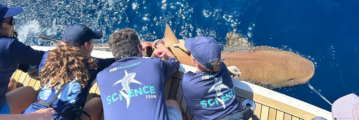 A student assists Florida International University scientists with data collection from a nurse shark during a Coastal Ocean Explorer: Sharks expedition onboard R/V ANGARI. All research was conducted under Florida permits held by FIU scientists. Photo Credit: ANGARI Foundation