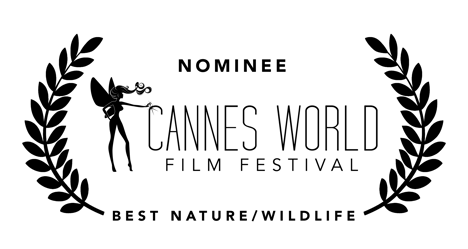 Nominee at the Cannes World Film Festival Black
