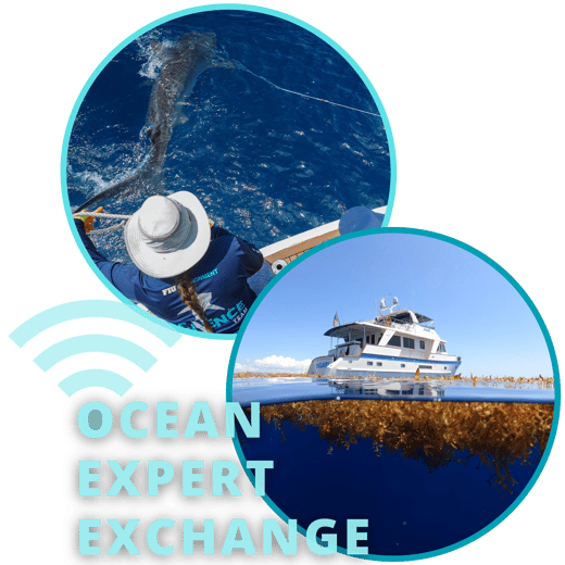 Ocean Expert Exchange graphic for Fall 2023 webinars on sharks and Sargassum.