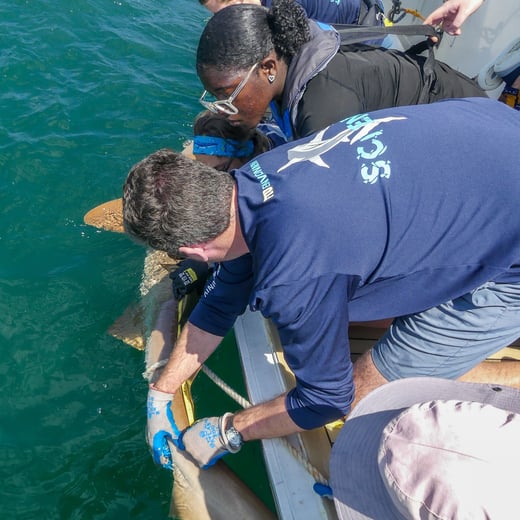 An FIU scientist and student work together to measure a nurse shark during a Coastal Ocean Explorers: Sharks expedition. Credit: Amanda Waite - ANGARI Foundation