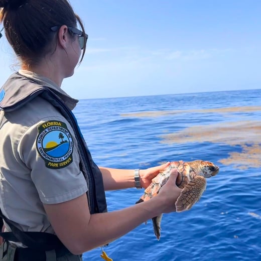 MacBeach Sea Turtle Release