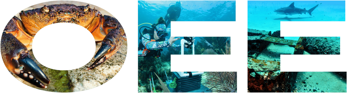 Ocean Expert Exchange graphic for Fall 2026 featuring stone crabs, SCUBA divers on a reef and a shark swimming along a shipwreck.
