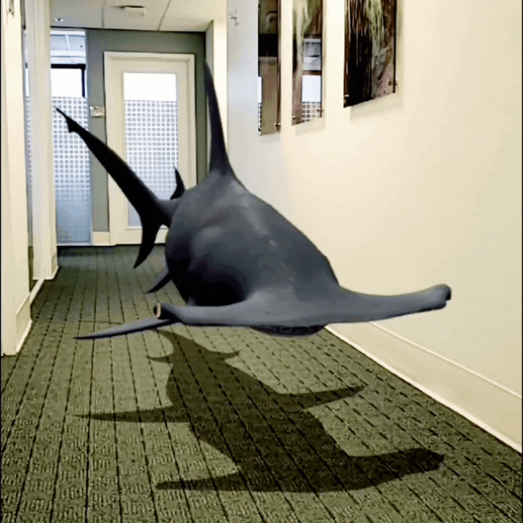 great hammerhead shark 3D model animation
