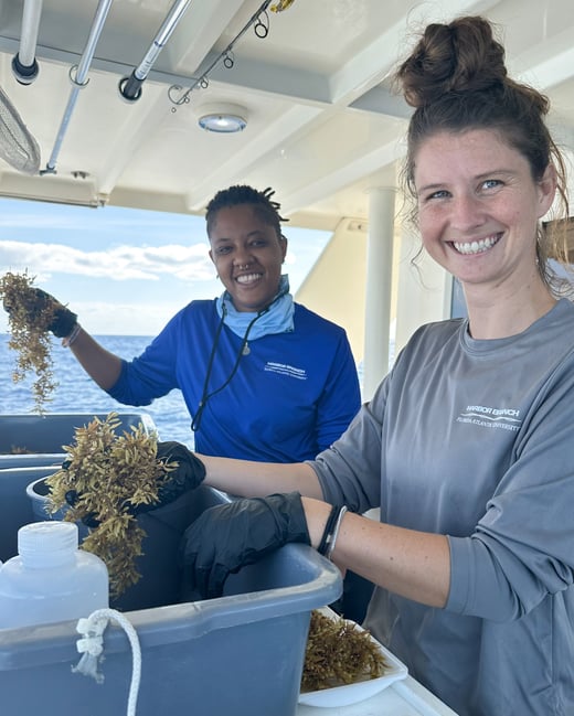 Sargassum sampling during Exp 80