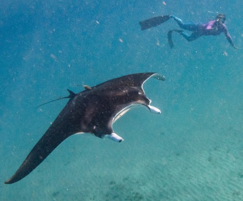 giant manta ray with snorkeling researcher [Photo Credit: Bryant Turffs]