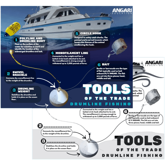 Thumbnail for ANGARI Foundation's Tools of the Trade infographic on drumline fishing