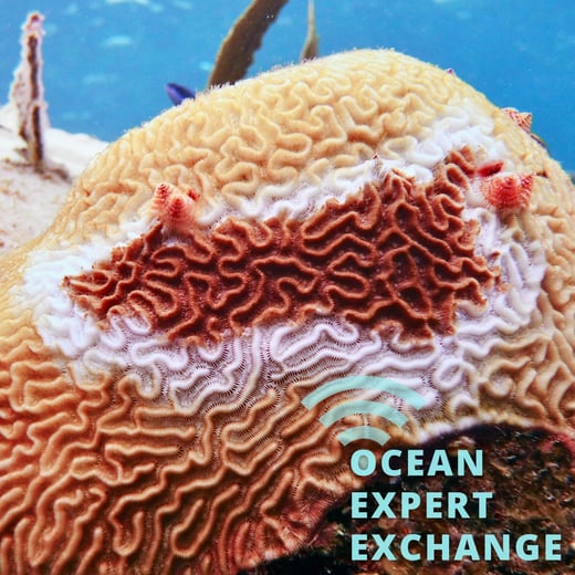 Brain coral impacted by stony coral tissue loss disease