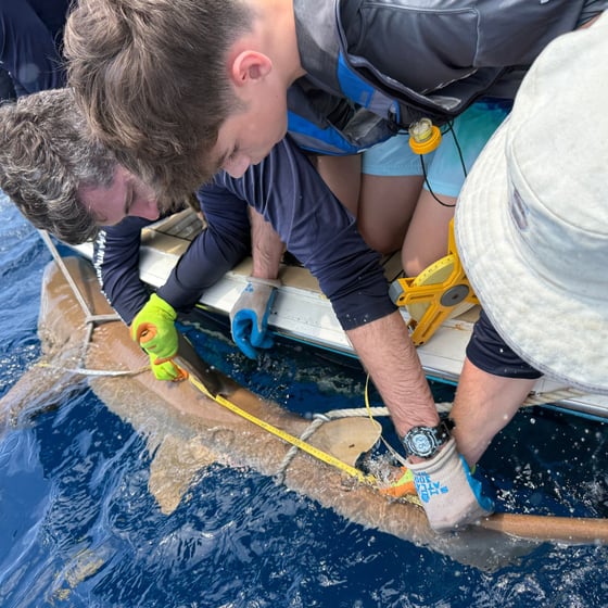 coe.nurse shark