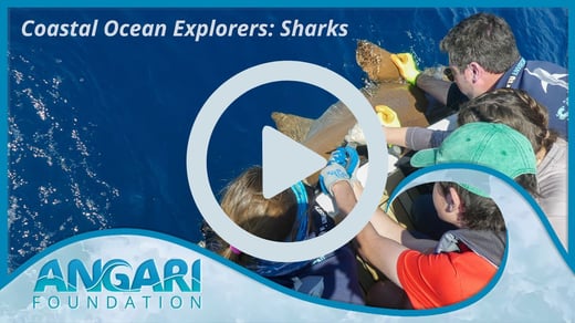 Coastal Ocean Explorers Sharks video thumbnail with play button